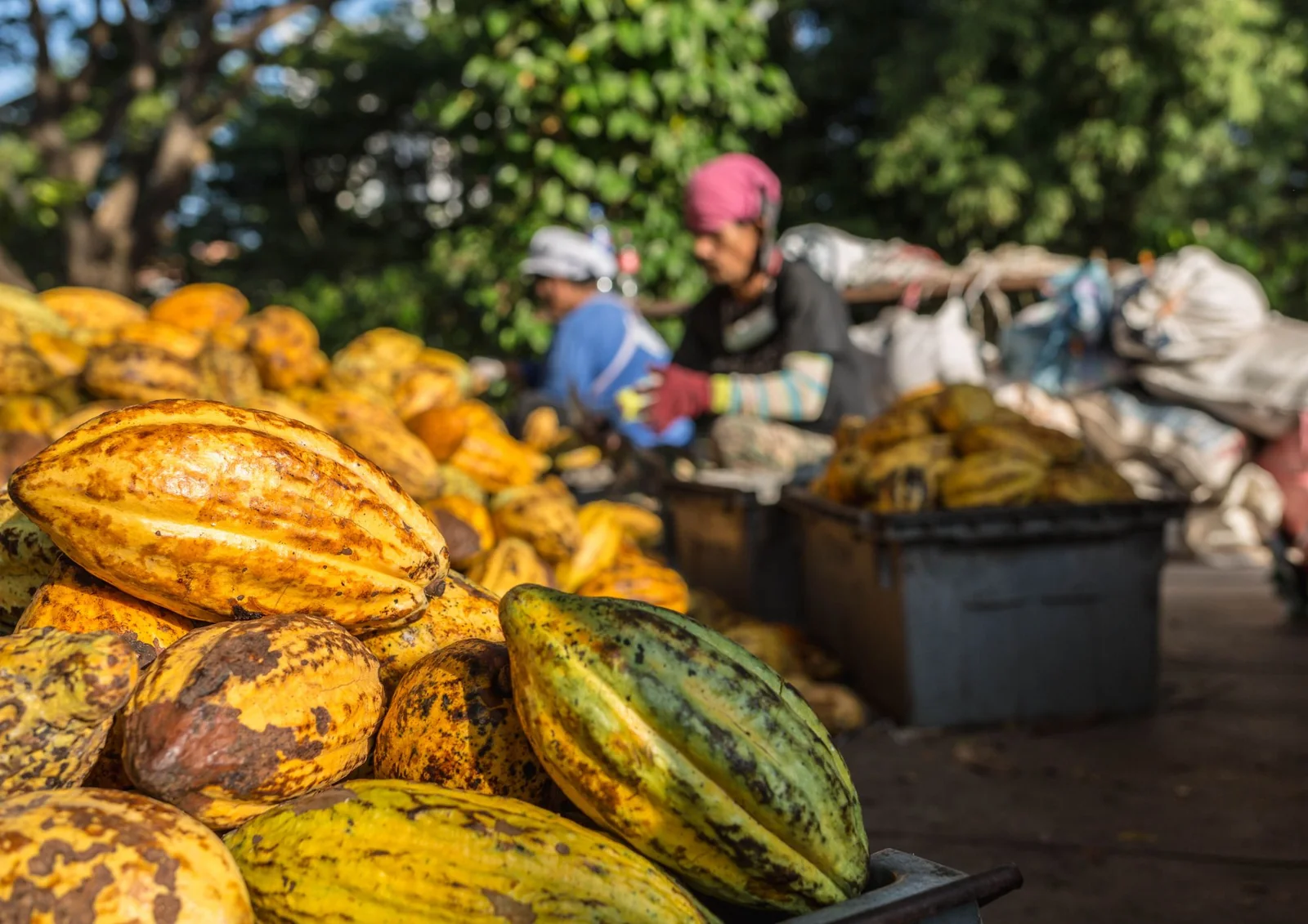 Fresh cacao pods at harvest in Ecuador